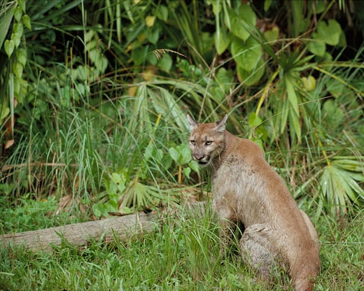 Florida Panther National Wildlife Refuge, National Archives Identifier 166692718