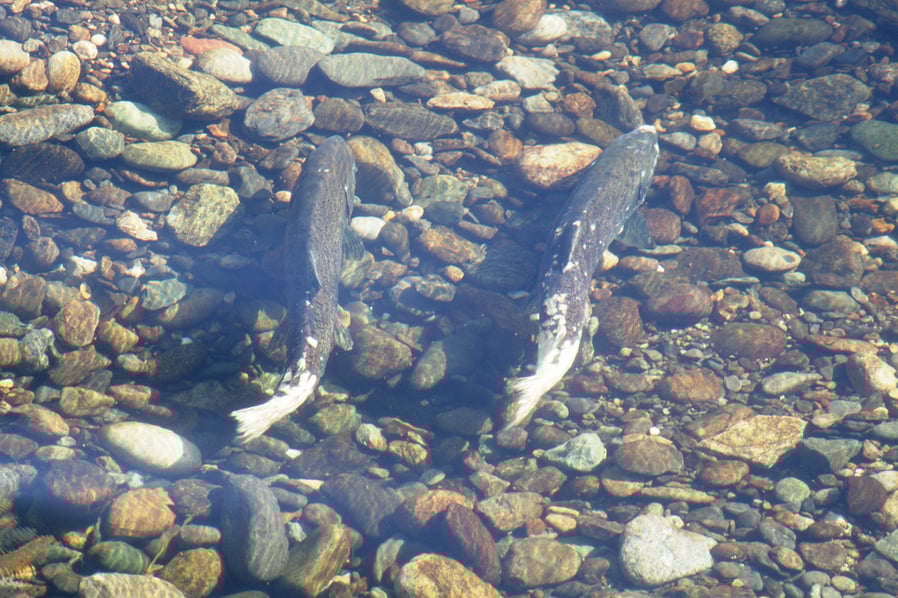 Chinook Salmon