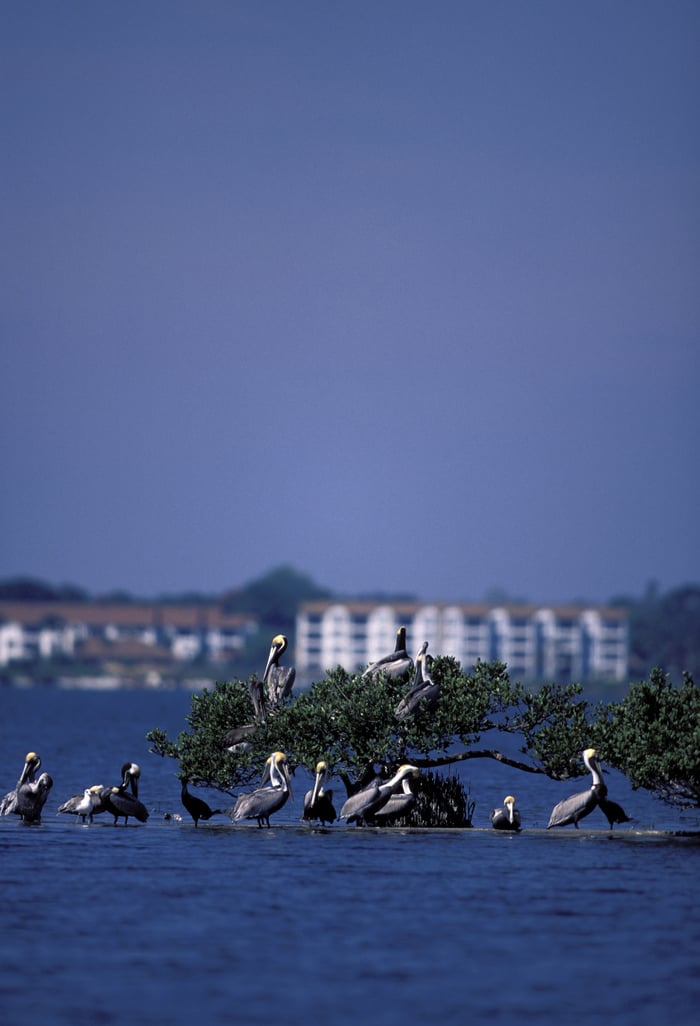 Pelican Island National Wildlife Refuge, National Archives Identifier 166706918
