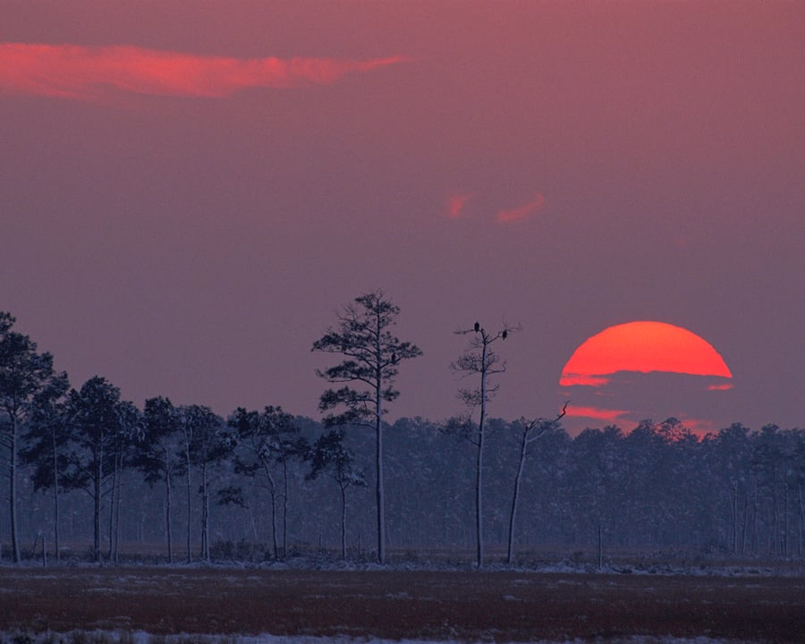Blackwater National Wildlife Refuge, National Archives Identifier 166706996