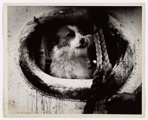 Small dog looks through a porthole on a ship