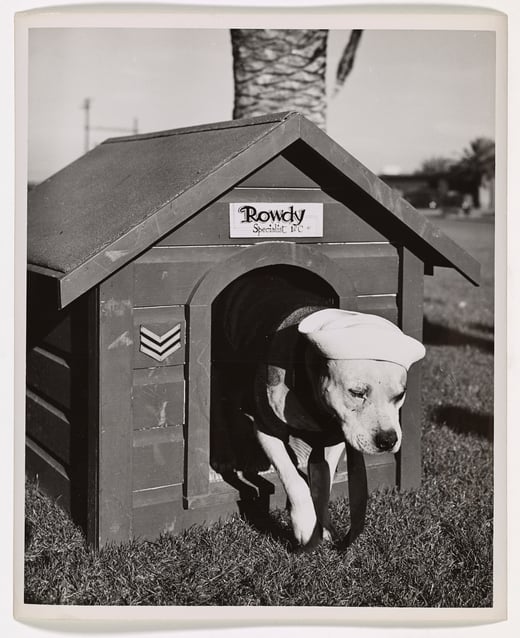 Dog wearing a coast guard hat walks through the door of his doghouse. 