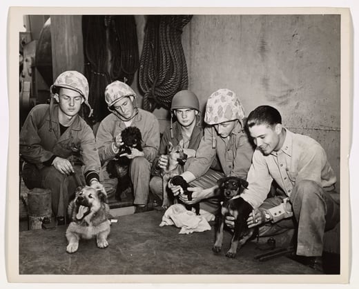 Group of servicemen crouched on the floor petting a group of dogs