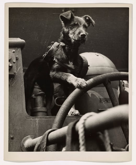 Knobby the dog holds one paw on the wheel aboard an 83 foot rescue cutter