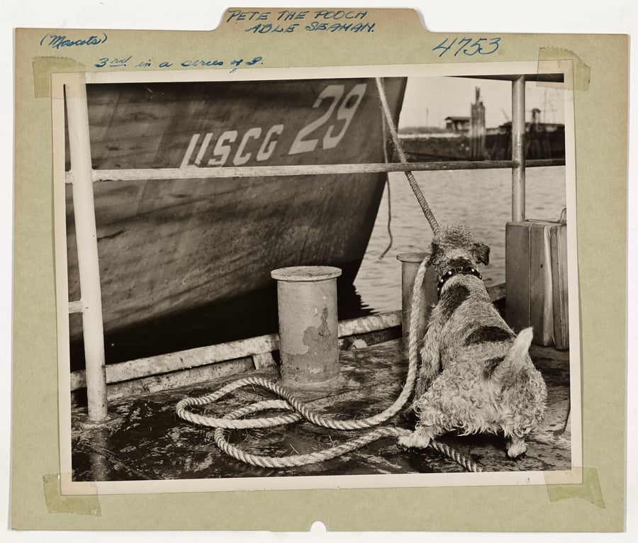 Small dog holds a rope in his mouth, pulling in a Coast Guard cutter ship from the dock