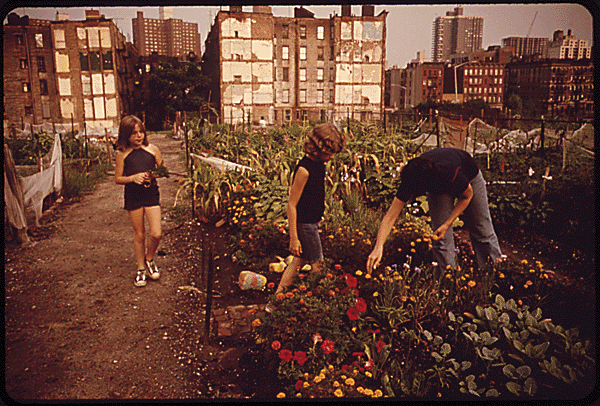 Photograph of 3 people tending a city garden. Tall buildings are seen in the background, while rows and beds of flowers and plants thrive