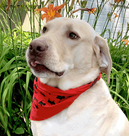 Dogs in bandanas and one honey bee