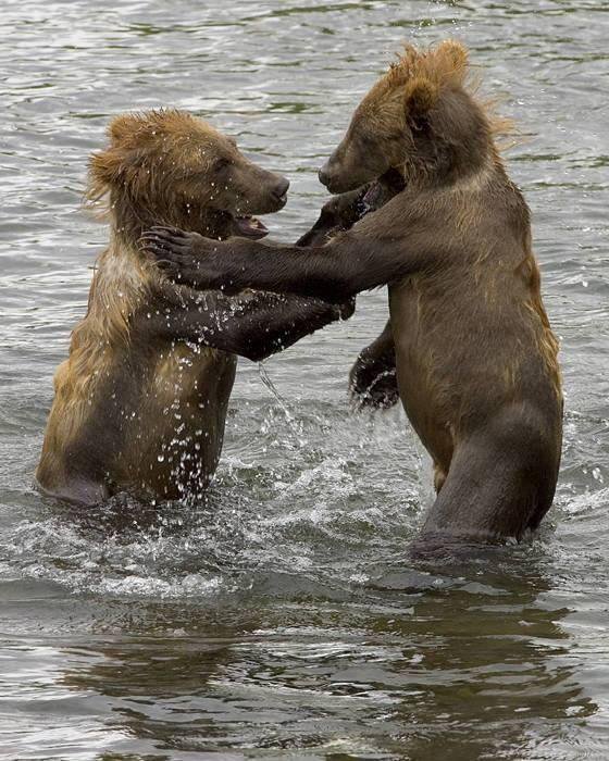 Bear Cubs at Kodiak National Wildlife Refuge, National Archives Identifier 222096455